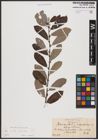 Foto von Salix aurita L. x Salix cinerea L.